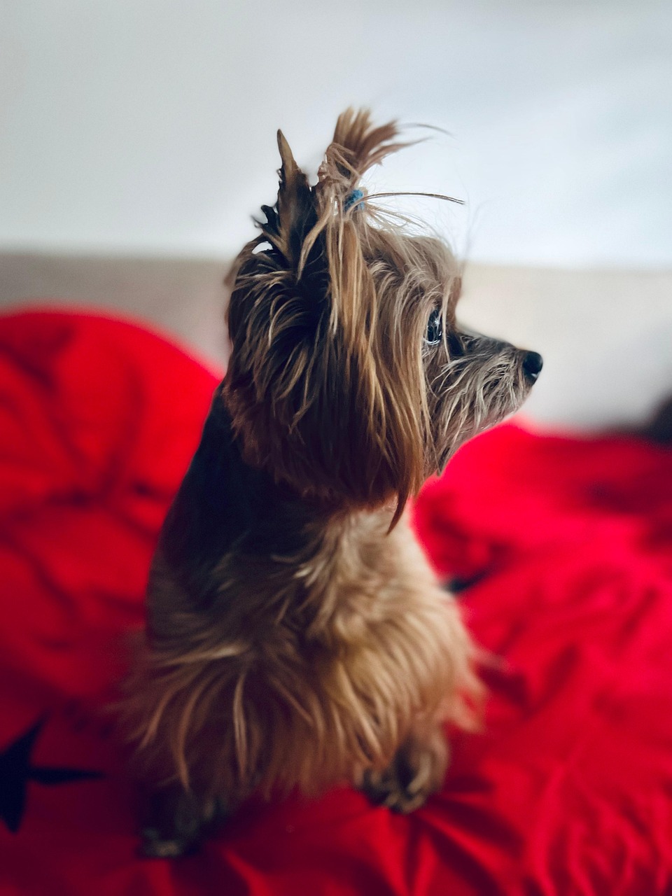 ヨークシャテリアの保険は評判が良い？