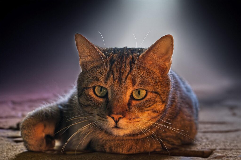 ペット保険の多頭飼いで受けられる割引はどれくらい？