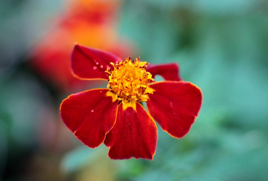 初年度0円のペット保険のメリットとは何ですか？