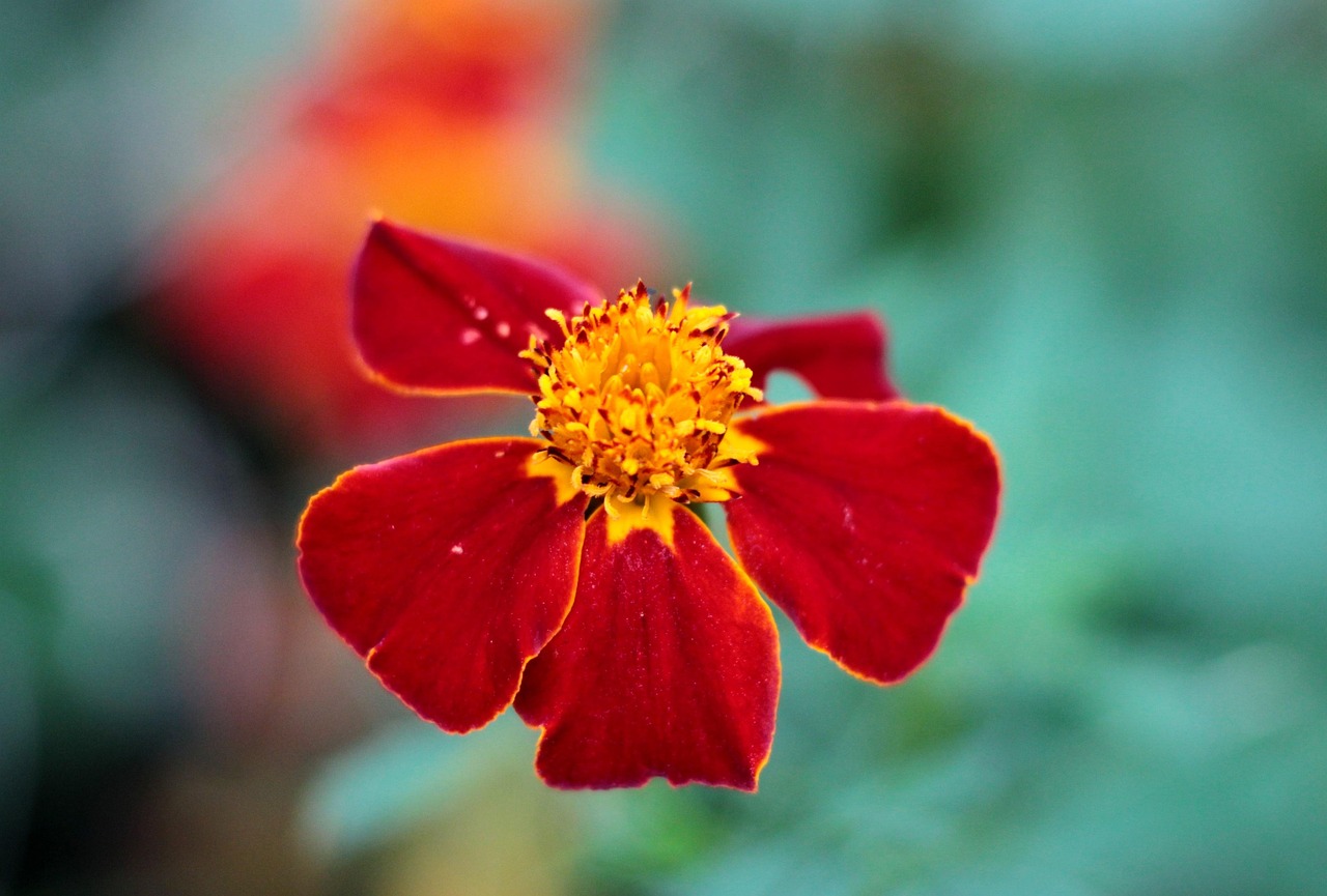 初年度0円のペット保険のメリットとは何ですか？