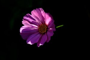 初年度0円のペット保険を今すぐ申し込む方法は？