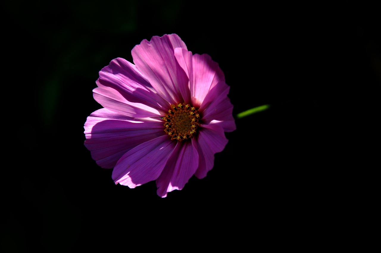 初年度0円のペット保険を今すぐ申し込む方法は？