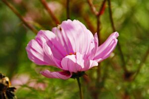 初年度0円のペット保険を利用した体験談は？