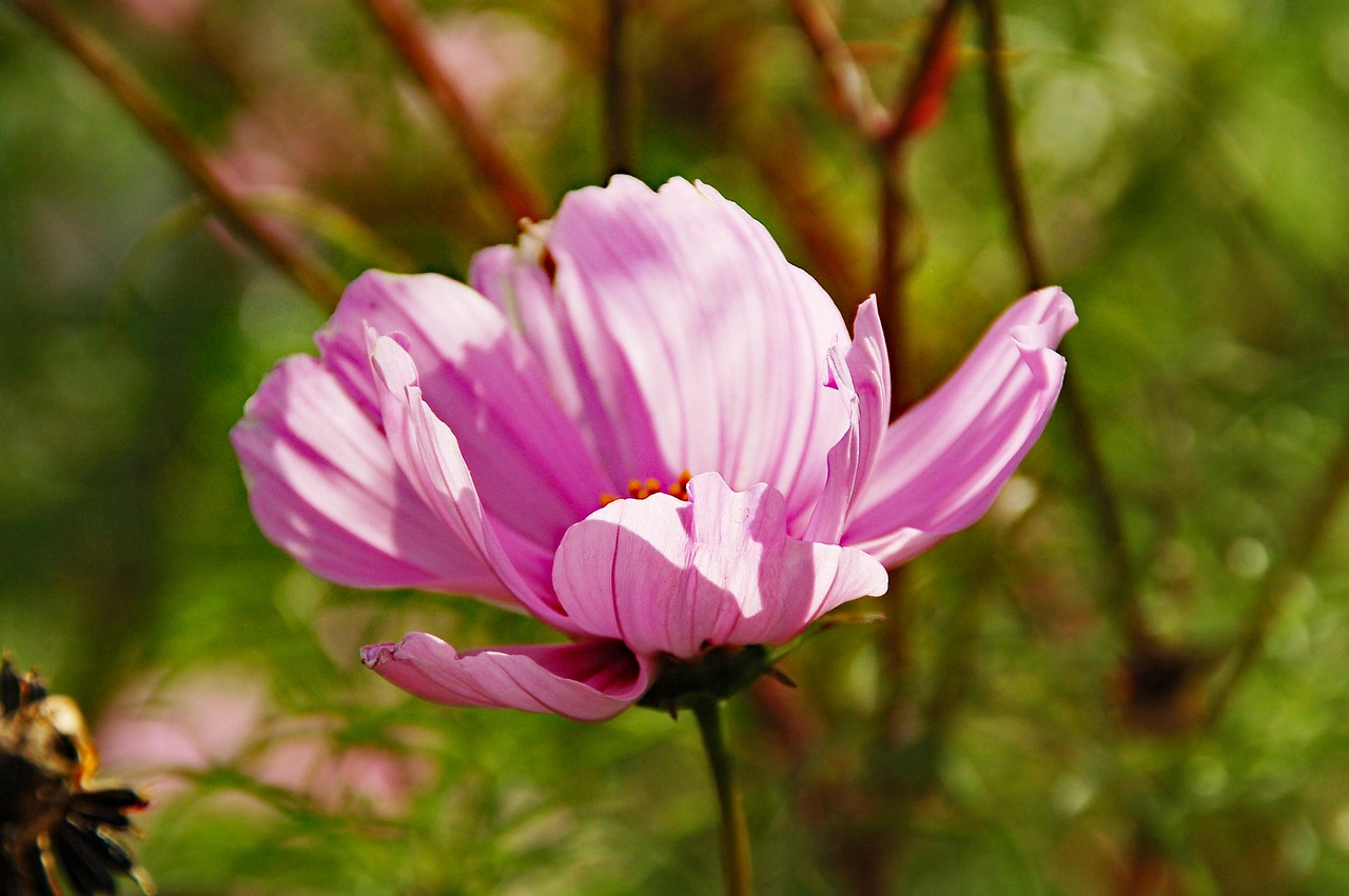 初年度0円のペット保険を利用した体験談は？