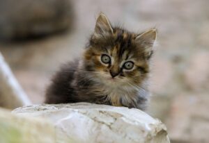 子犬と子猫を飼う多頭家庭に最適な保険は？