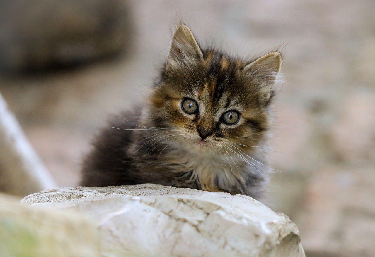 子犬と子猫を飼う多頭家庭に最適な保険は？