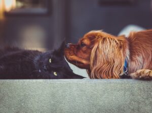 子犬と子猫の保険にはどのような限度額が設定されているのか？