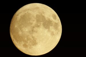 ペット保険初年度0円のメリットと注意点は？