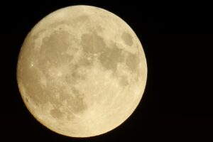 ペット保険初年度0円は本当なのか？