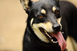 中型犬の保険はどのように選べば良いの？