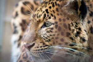 動物保険における年齢制限はどのように影響するのか？