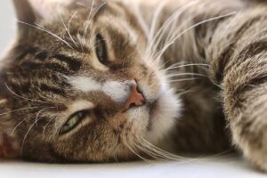 多頭飼いのペット保険はどれが一番お得？比較してみました！