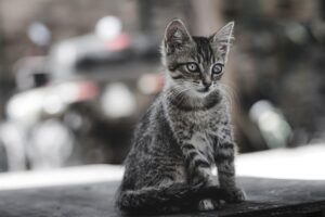 多頭飼いのペット保険は割引がある？お得に加入する方法は？