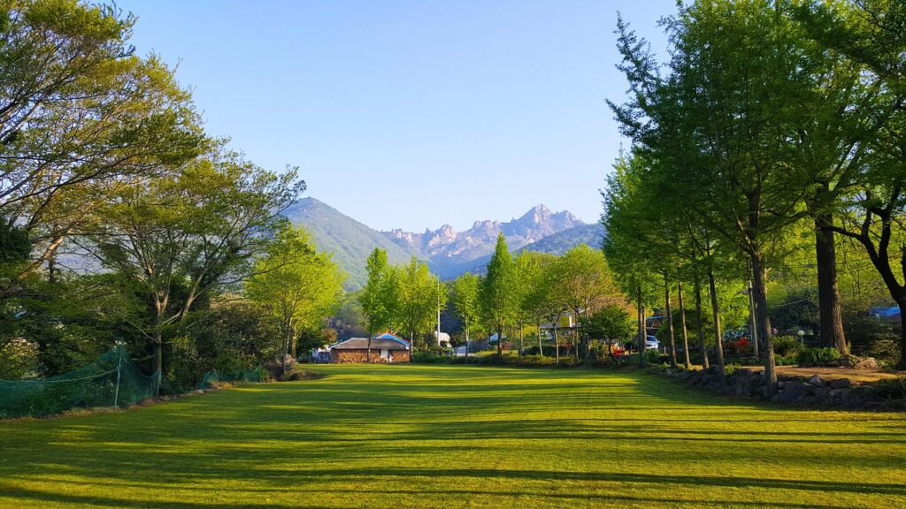 子猫の保険は何ヶ月から加入するべきですか？