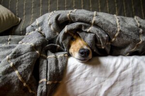 ペット保険とペット医療の実績はどれくらい信頼できる？