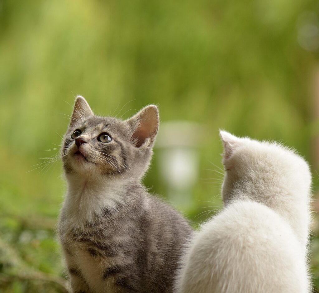 子猫の保険はどの比較サイトが最適？