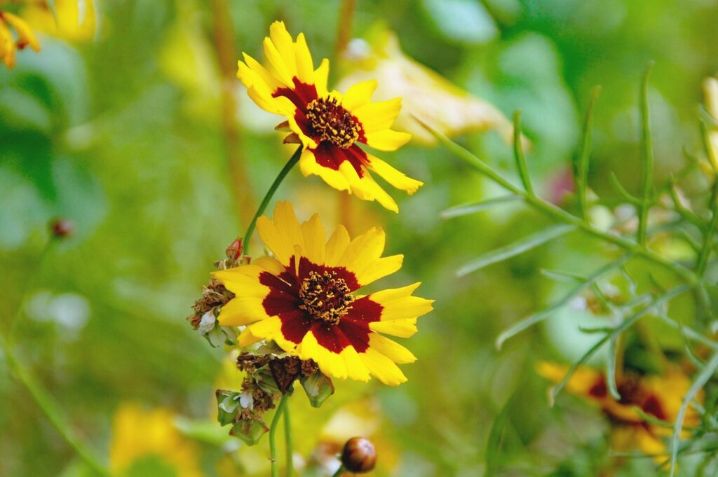 ペット保険の初年度無料キャンペーン、どの会社が一番お得なの？