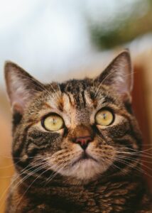 外飼い猫に保険は本当に必要か？