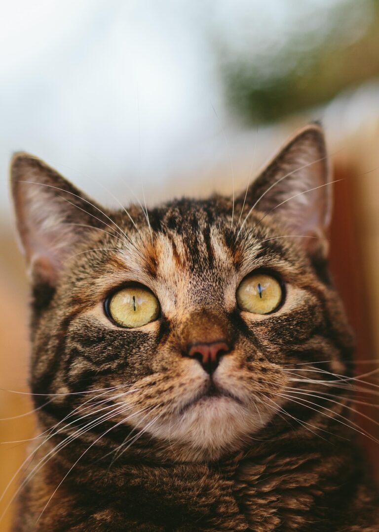 外飼い猫に保険は本当に必要か？