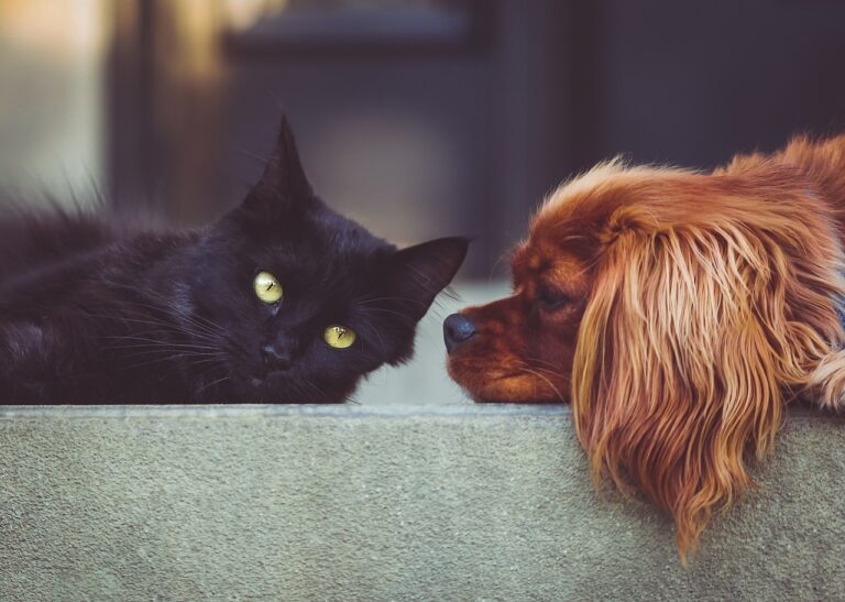 大型犬のペット保険は費用が高い理由とは？