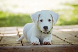 子犬のペット保険は初年度0円でおすすめ？比較ポイントを徹底解説！