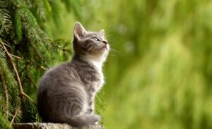 子猫の医療費はどれくらいかかる？
