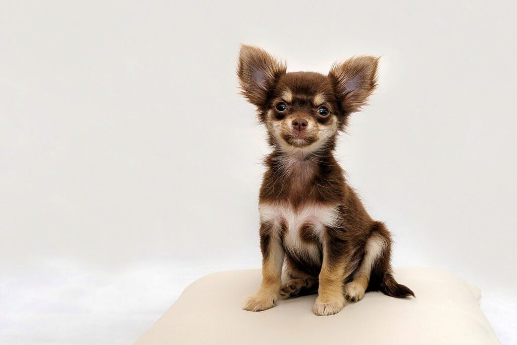 小型犬のペット保険、失敗しない選び方は？