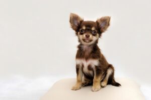 小型犬のペット保険、失敗しない選び方は？