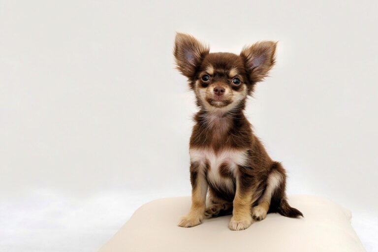 小型犬のペット保険、失敗しない選び方は？