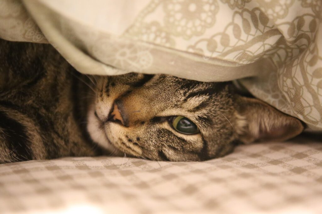 猫のペット保険は本当に必要？犬との違いを徹底解説！