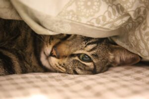 ペット保険のシニア猫に最適な保険の選び方は？