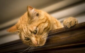 ペット保険の猫に最適な安いプランはどれを比較すればいい？