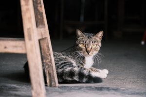 ペット保険は子猫を初めて飼う人におすすめ？