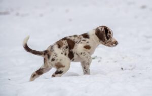 子犬のペット保険は初年度0円がおすすめ？