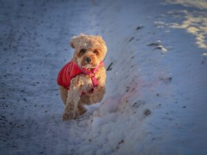 子犬のペット保険は初年度無料で人気会社はどこがいい？
