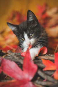 子猫にぴったりなペット保険は初年度0円で本当におすすめ？