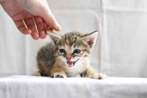子猫に最適なペット保険はどれ？申込み方法とおすすめを徹底解説！
