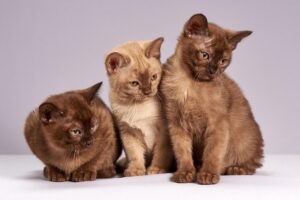 子猫のペット保険は無料見積もりでどれくらい得られる？
