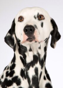 犬の病気ランキングで知っておくべきペット保険は？