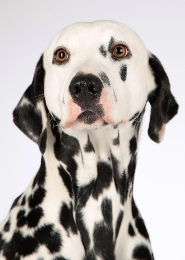 犬の病気ランキングで知っておくべきペット保険は？