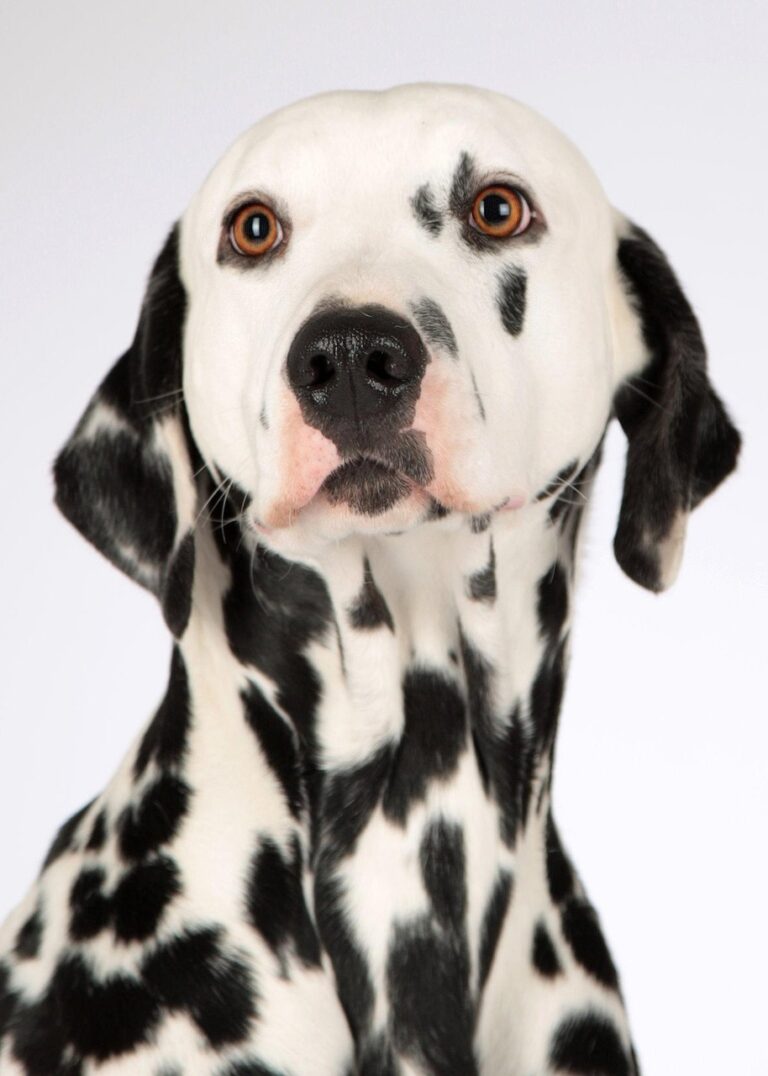 犬の病気ランキングで知っておくべきペット保険は？