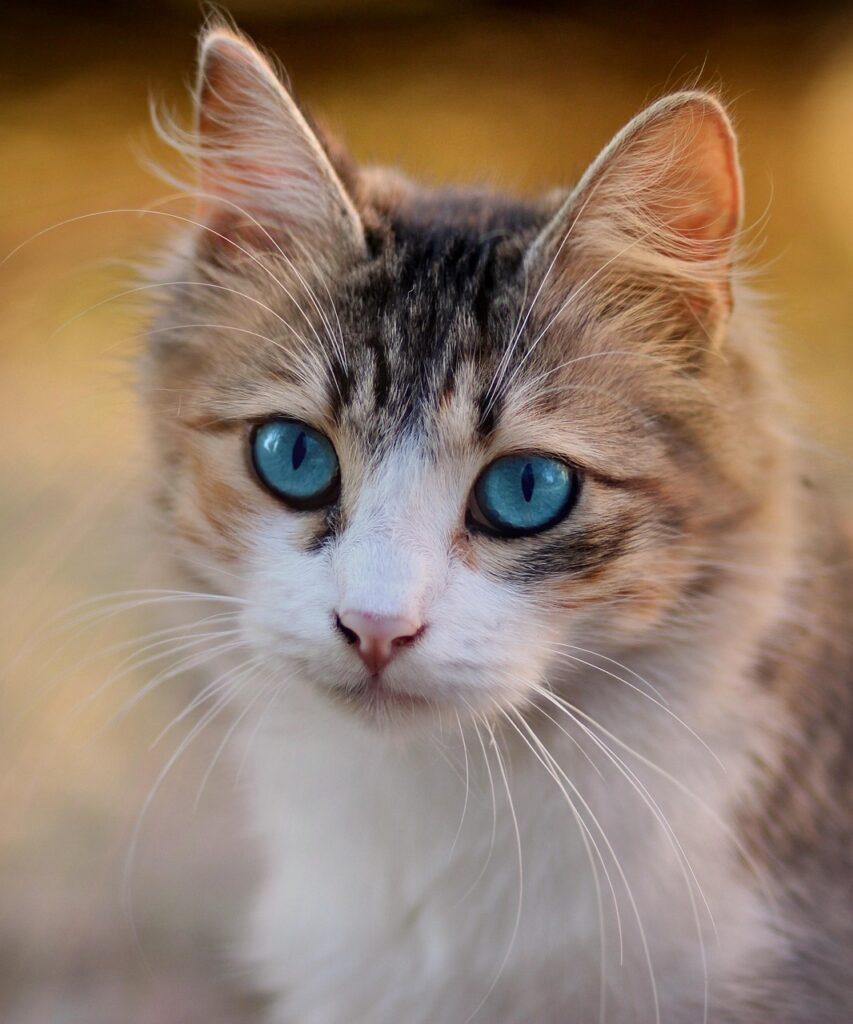 0歳の猫に最適なペット保険はどれがおすすめ？