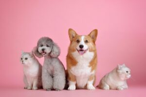 ペットショップでペット保険はそのまま入るべき？