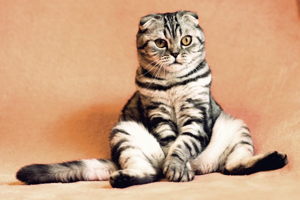 ペット保険の子犬と子猫、どちらを選ぶべき？比較表で徹底解説！