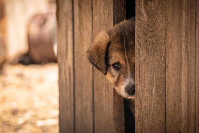 ペット保険は保護犬や子犬に加入するべき？