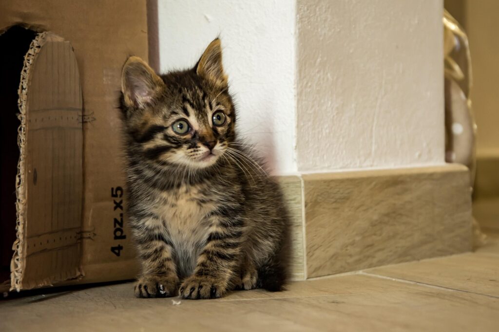 ペット保険は子犬と子猫に必要？資料請求のポイントとは？