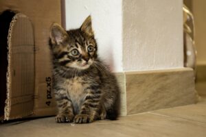 ペット保険は子犬と子猫に必要？資料請求のポイントとは？