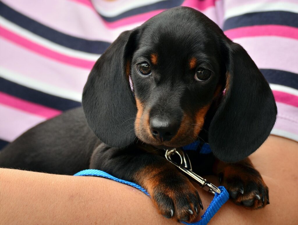 初めて子犬を迎えるあなたが知っておくべきペット保険の選び方は？