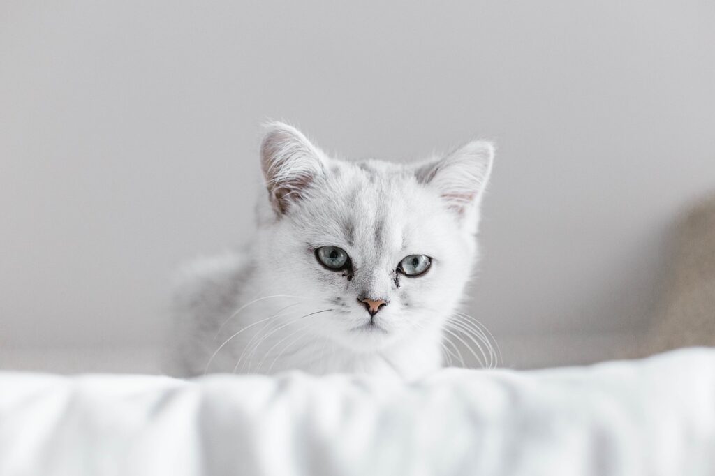 初めて子猫のペット保険はどう選ぶ？
