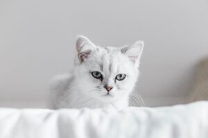 初めて子猫のペット保険はどう選ぶ？